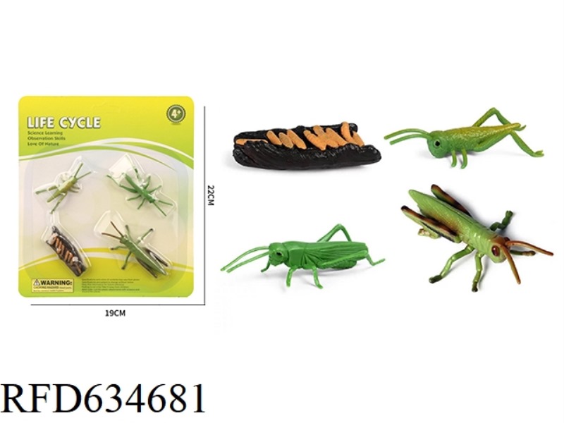 GRASSHOPPER GROWTH CYCLE