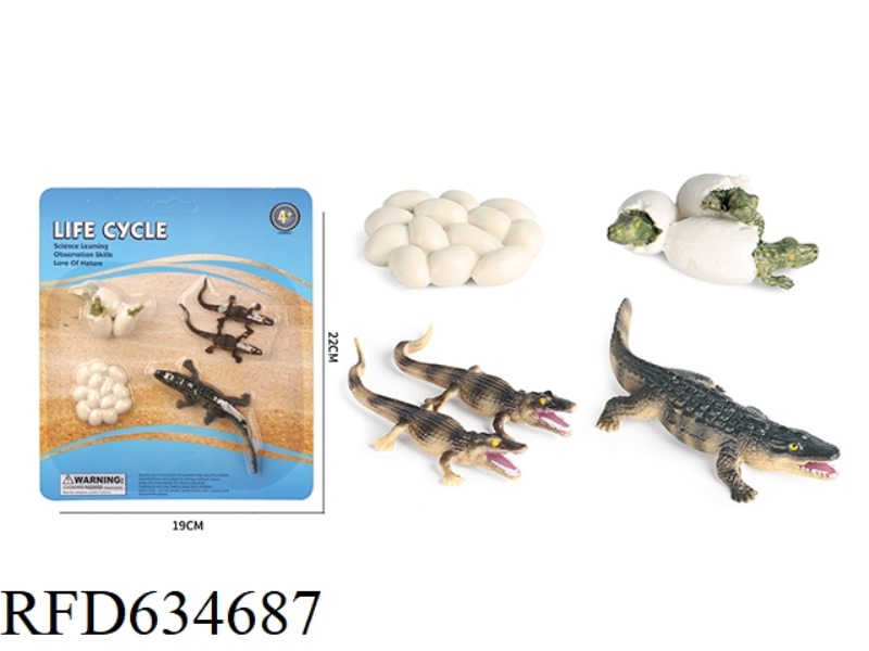 CROCODILE GROWTH CYCLE A