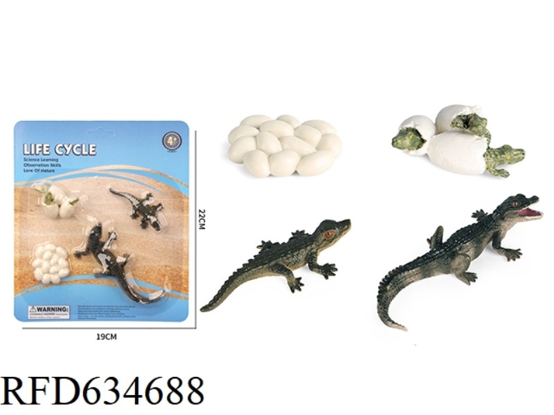 CROCODILE GROWTH CYCLE B