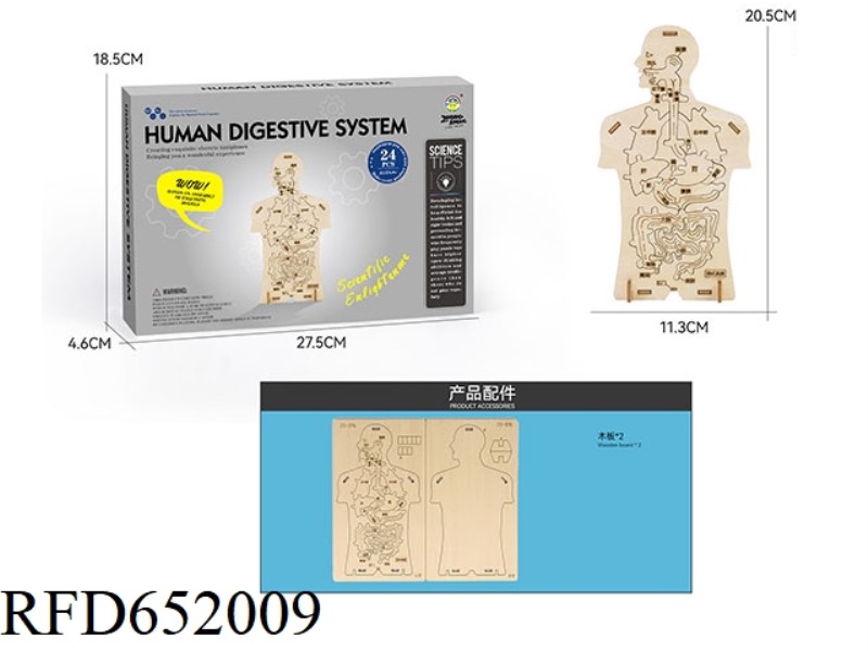 WOOD SCIENCE AND EDUCATION EXPERIMENT - HUMAN DIGESTION (24PCS)
