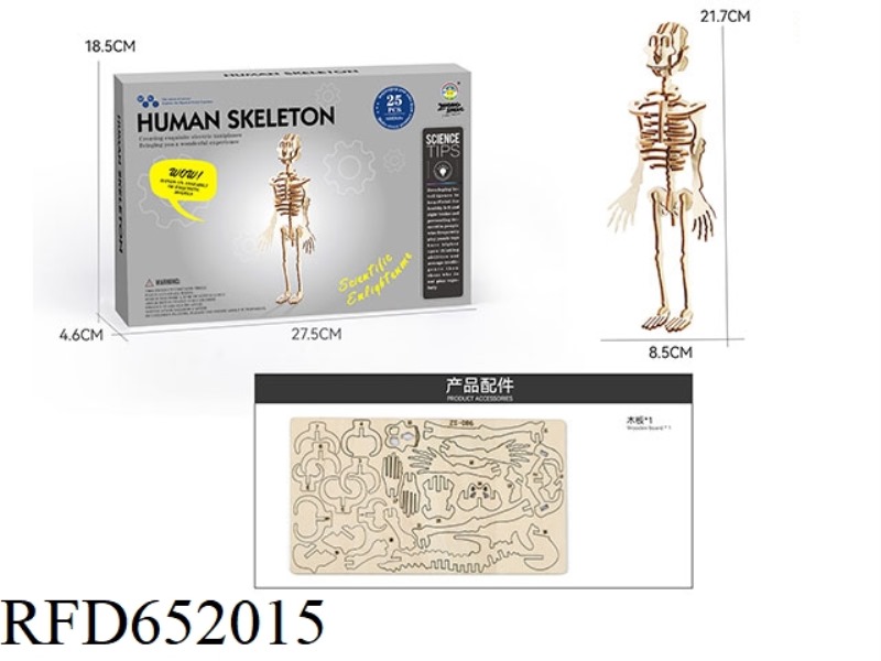 WOOD SCIENCE AND EDUCATION EXPERIMENT - HUMAN BONES (25PCS)