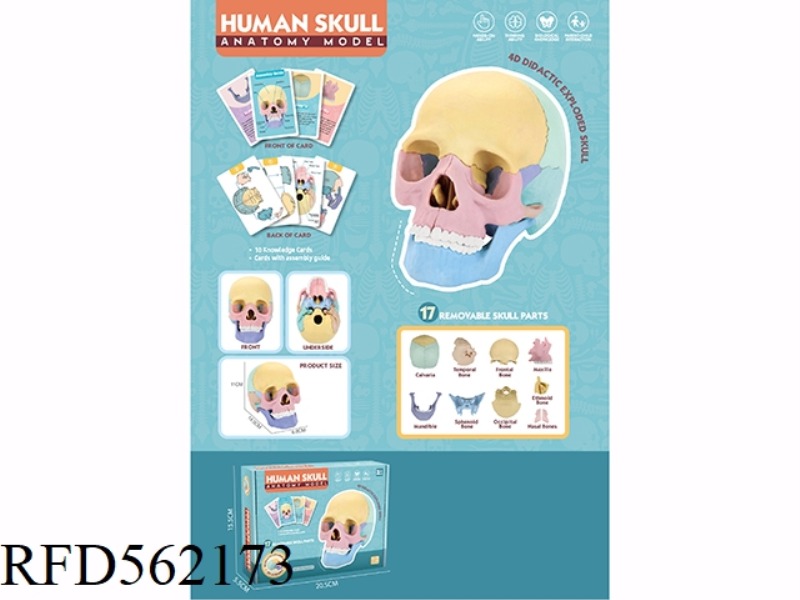 HUMAN SKULL MODEL
