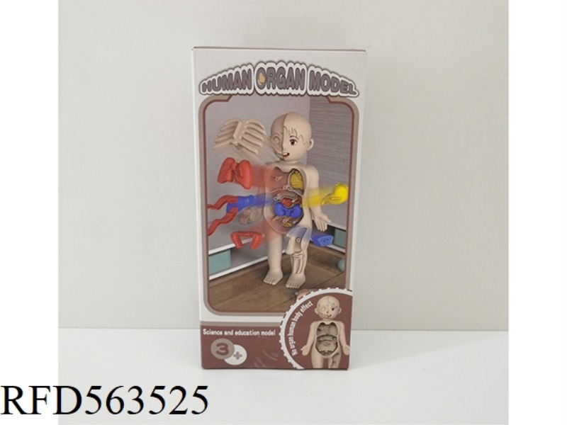 SCIENTIFIC HUMAN BODY